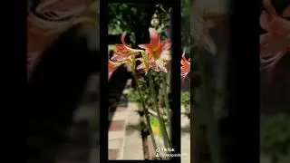 April Flower