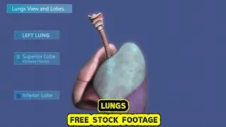 LUNGS ANIMATION , FREE STOCK FOOTAGE , COPYRIGHT FREE VIDEOS , NO COPYRIGHT , ROYALTY FREE , HD , 4K