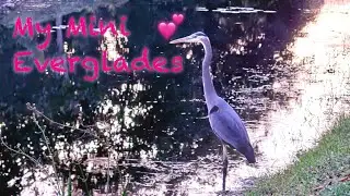 My Mini Everglades 💕