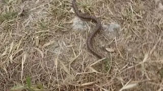 Piccolo Boa delle sabbie siciliano (Eryx jaculus)