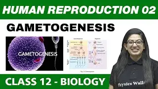 Human Reproduction 02 | Gametogenesis | Class 12 NCERT