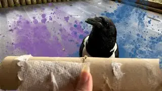Simple DIY Puzzle Toy For Trixie The Crow!
