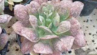 #Retirada de Hastes Florais!🌵🌱