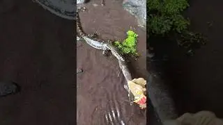 how to catch snakehead fish with frog lure - SNAKEHEAD FISH #shorts  #fish #channa #viralvideo