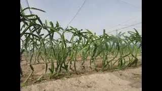 Cultivo de pitahaya de 1 año