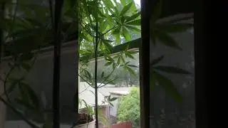 Outdoor grow update