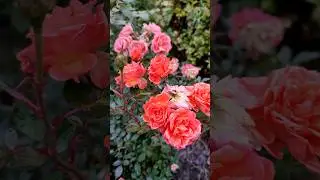 Ninetta rose &mdash; orange fire of autumn 🍊 21 October 2025 | #rose, #garden, #shorts,