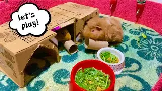 Let's play! || happy floor time guinea pigs
