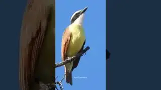 Great Kiskadee 🐦