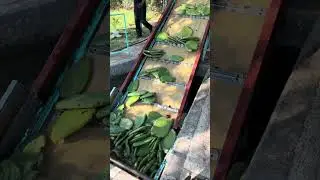 Cactus Leather production process by Desserto