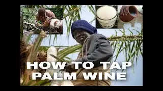 HOW TO TAP PALM WINE FROM PALM TREE 🌴