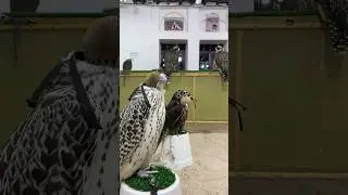Falcons Souq Waqif! #falcons #birds #animals #pets #traditional #souqwaqif #doha #qatar #tourism