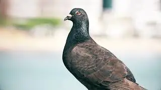 A pigeon | [ Copyright Free Video ]