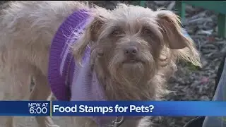 Food Stamps For Pets? Petition Wants Help For Man's Best Friend