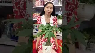 🌱😊🌿 Unlocking Fortune: Discover Lucky Plants, Green Goodness, and More