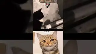 No reaction 😳☠️ #cat #reaction #aura #bombastic #animals #funny #animal #funnyshorts #video
