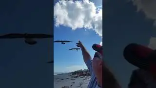 Seagulls on Sunday