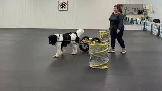 2 Barrel Driven Serpentine/Figure 8 Crossover