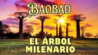 🌳 BAOBAB: el &aacute;rbol milenario que desaf&iacute;a al tiempo y guarda secretos del planeta 🌍✨
