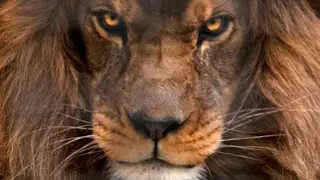 LEO MARCH 15th to 31st 2021 - Intuitive Tarot Reading - Leo For Leo