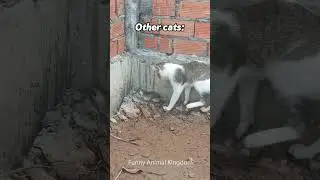 Others Cat Vs My Cat #shorts #cat #funny