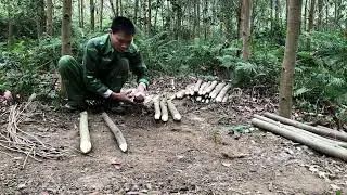 survival in the wild, setting traps, trapping wild goats, finding food, survival skills