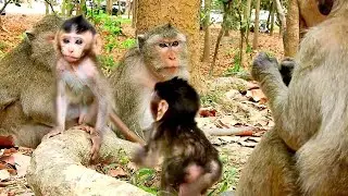 Amber monkey group society