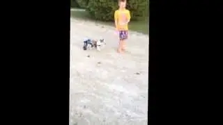 Austin helping Shelly practice with her wheelcart.  Look at her back legs!!!  :)