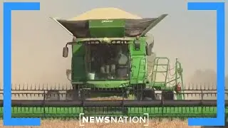 US soybean sales plunge amid trade war with China | NewsNation Now