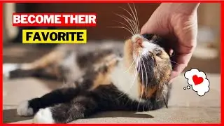 How Cats Choose Their Favorite Person|Cat Behavior explained