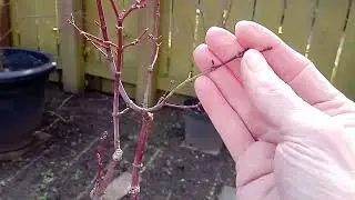 Die-back Pruning For Beginners - Example 5
