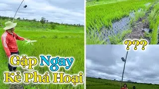 Đông Paulo || Lúa Ra Đòng Nhưng GẶP NGAY KẺ PHÁ HOẠI, Một Phần Ruộng Lúa Nhà Anh Pascoa Đã Hết…