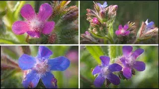 Buglosse d'Italie (Anchusa italica) ou Buglosse azur&eacute;e (Anchusa azurea).