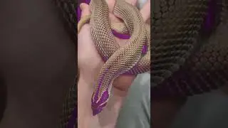 HYPER REALISTIC SNAKE TOY#cobra #toys #youtubeshorts #shorts #youtubepartner #snake