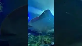 Aquaria klcc kuala lumpur 2021 last holiday trip #kualalumpur #aquaria #holiday #kl