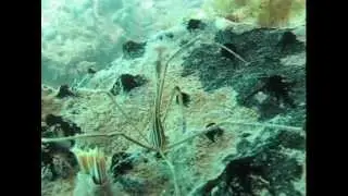 Yellowline Arrow Crab woos Featherduster Worm- Creature behavior-Snorkel St. John, USVI