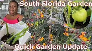 South Florida Garden | Quick Garden Update 01/31/24