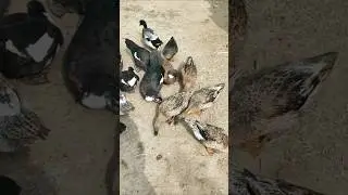 Muscovy duck farming in Indian village #birds #duckfarmer #ducklife #whattheduck #duckcall