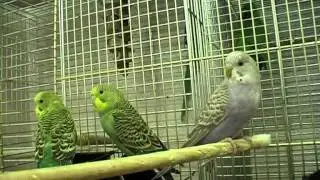Крылья, ноги, хвосты 040212.mpg