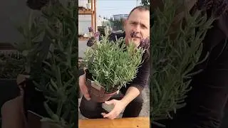 Как выращивать испанскую лаванду! #лаванда #садоводствоназаднемдворе #лавандоваяферма