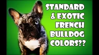 STANDARD AND EXOTIC FRENCH BULLDOG COLORS??? LET ME EXPLAIN (@breakingbadbulls)