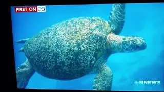 Senator Derryn Hinch takes up the fight to save Dugongs and Sea Turtles under native title .On 9News