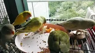 Happy Meal/Feeding Fischer's Lovebirds//Birds Chirping Sound ASMR