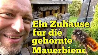 Geh&ouml;rnte Mauerbiene - Bienenhotel, Lebensweise und ein besonderer Feind - Wildbienen - Osmia Cornuta