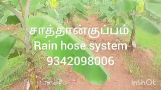 ₹Banana rain pipe system ₹
