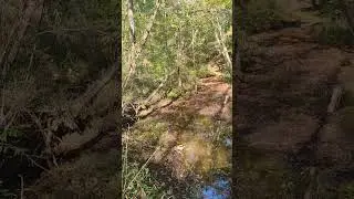 Cabin going up animals are upset
