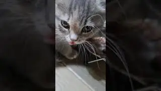 очень  похож на  маму