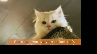 Armarkat Classic Cat Trees | Quality Cat Furniture For Your Home