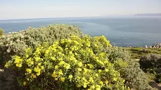 Cape Point & Whale Coast