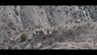IBEX LADAKH ROAD TRIP - HIMALAYAN YETI IN 4x4